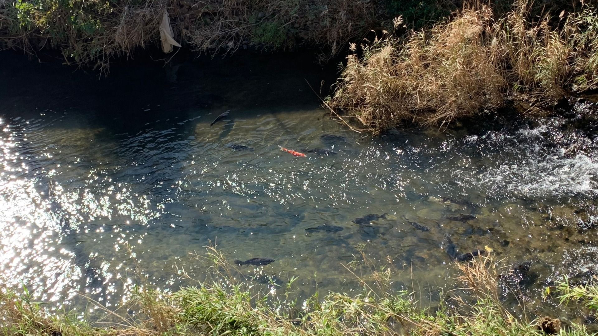 2019-11-18-harahiromi