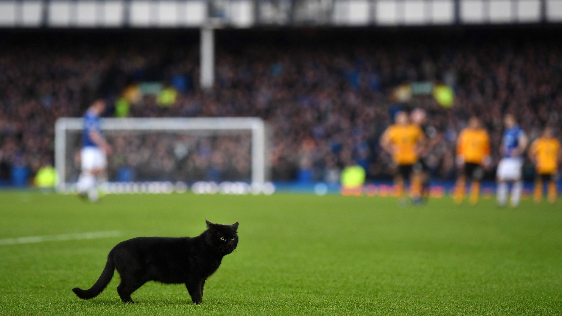 20220202-cat on the pitch