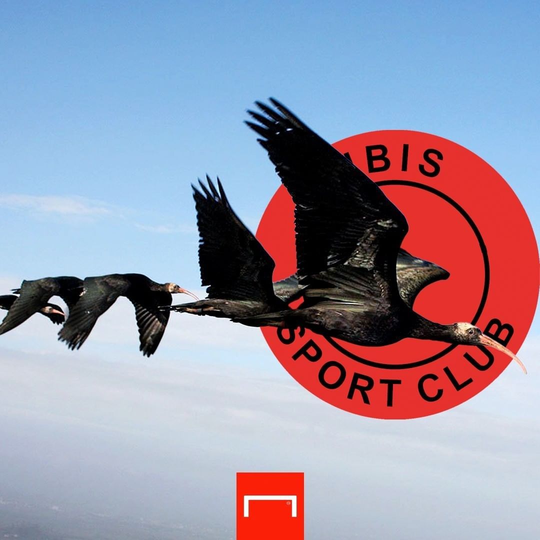 Escudos realistas - Íbis