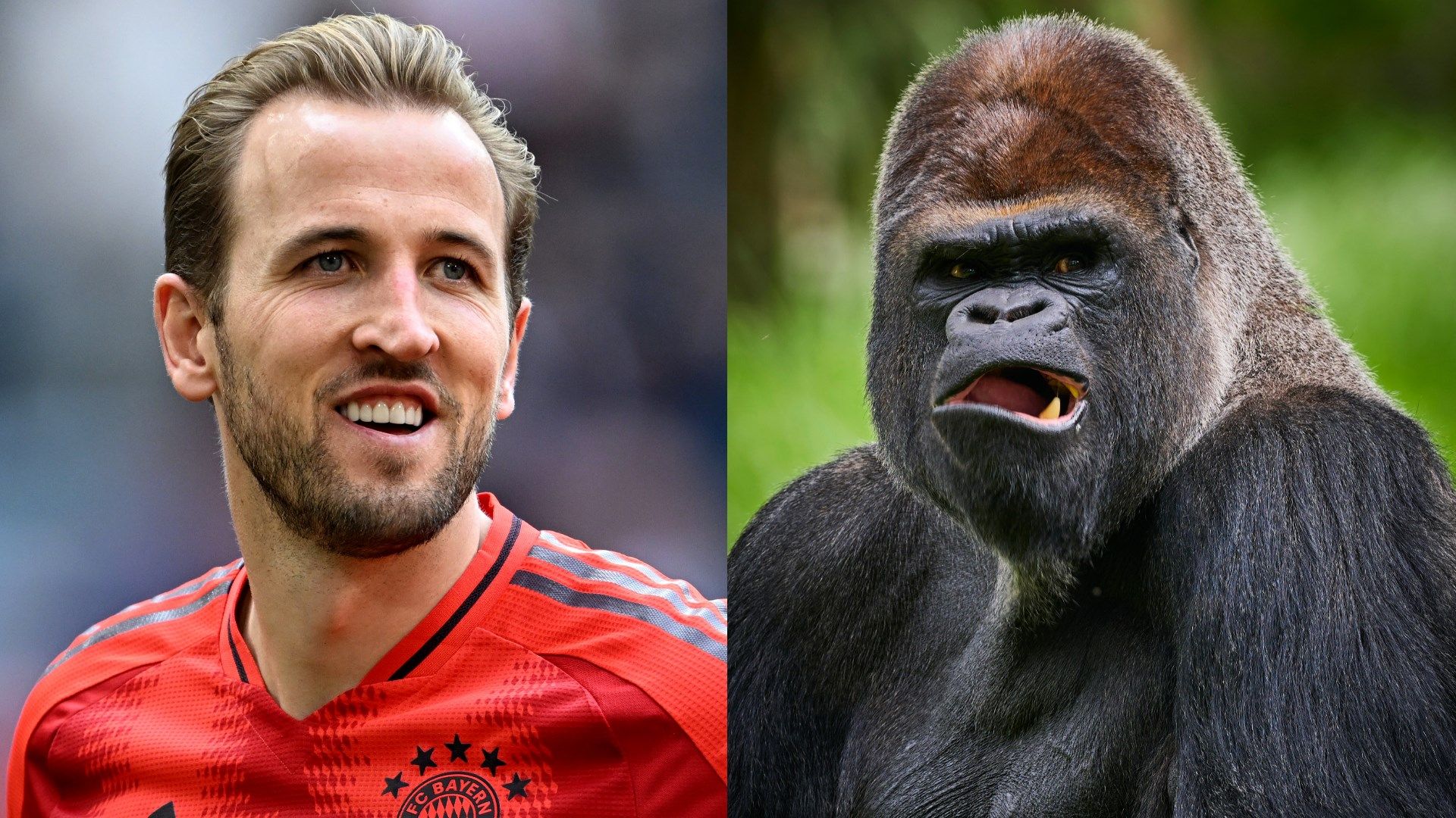 VIDEO: 100 men vs a gorilla - Bayern Munich striker Harry Kane answers viral question that's sweeping the internet
