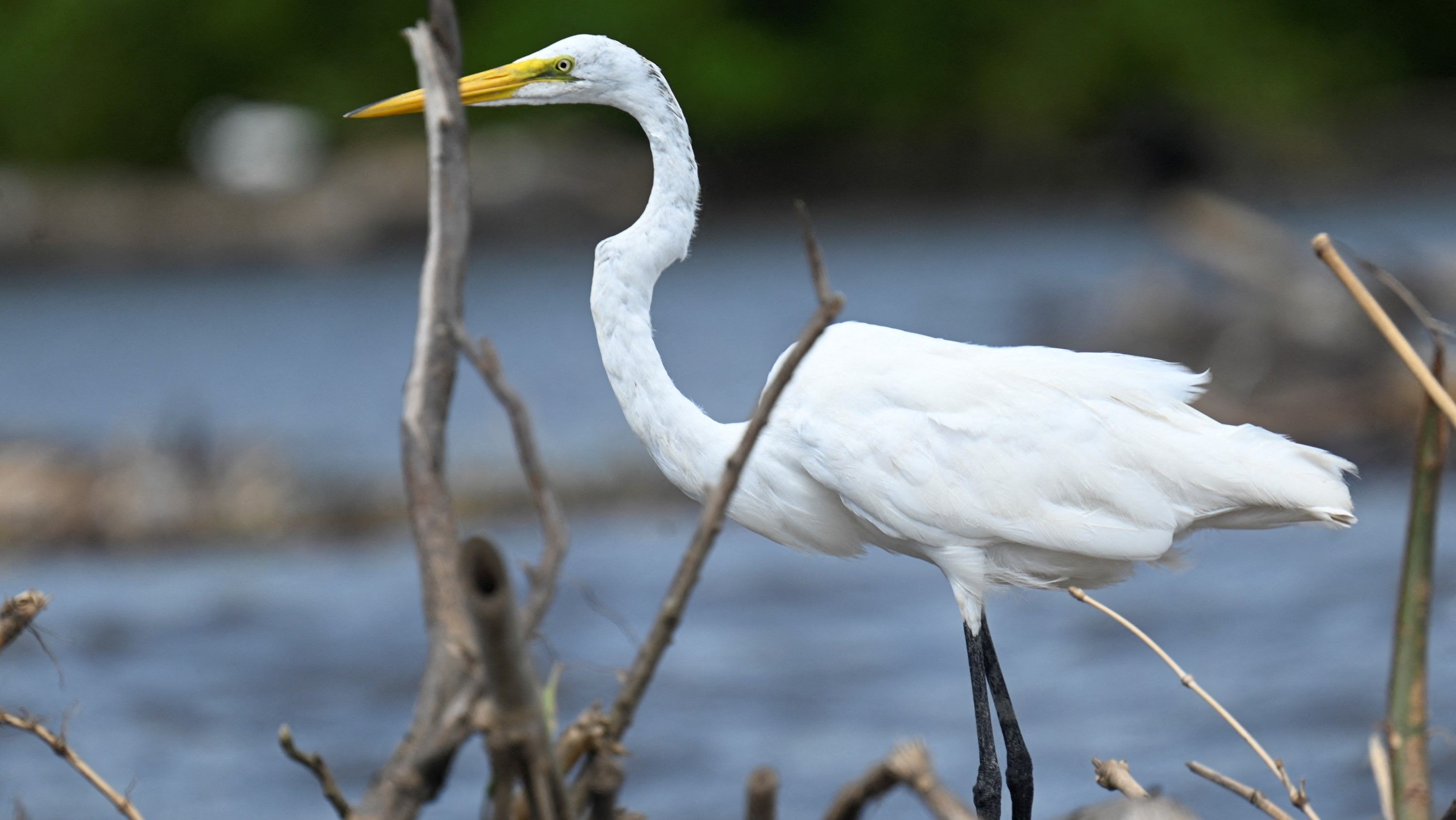 White Heron Miami