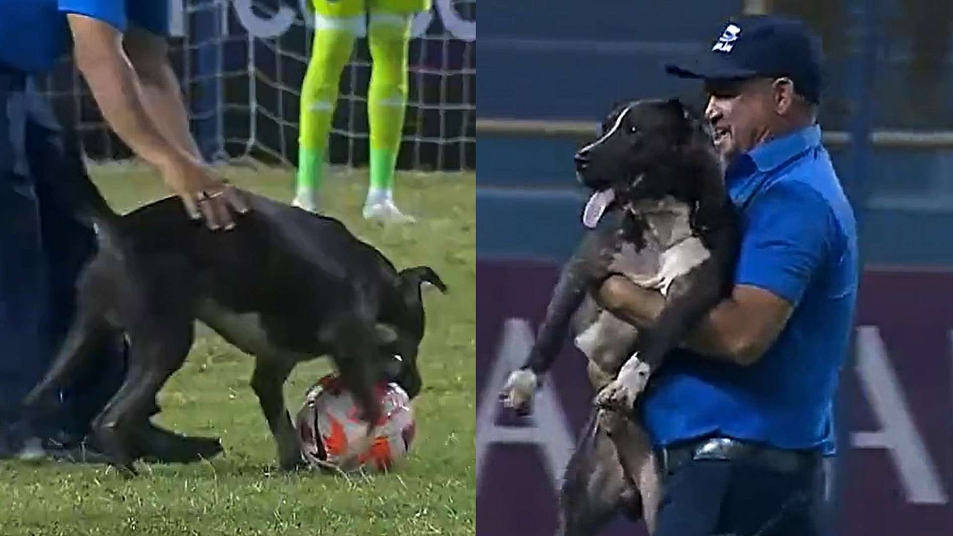 Alianza Philadelphia Union dog