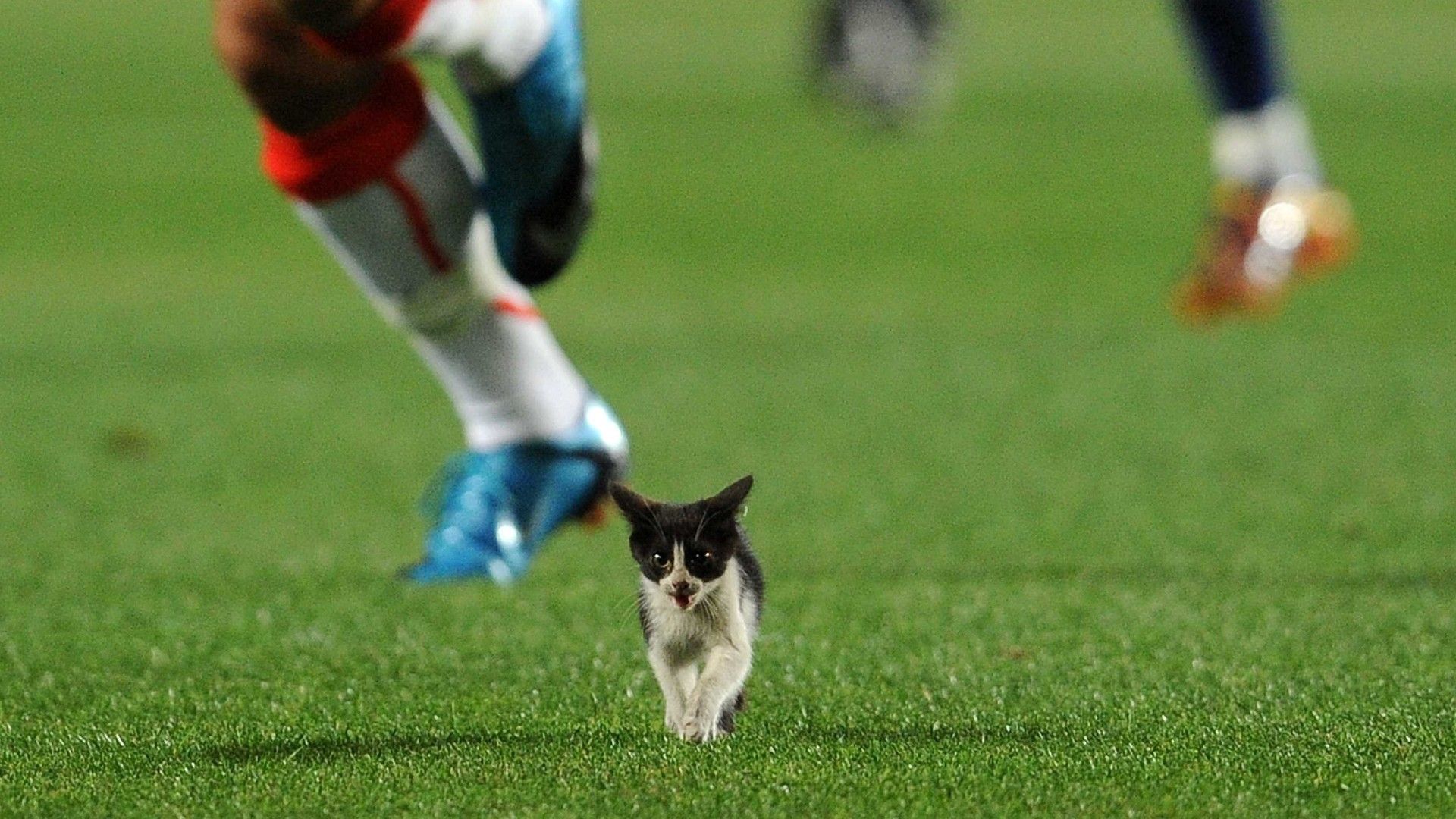 20220202-cat on the pitch