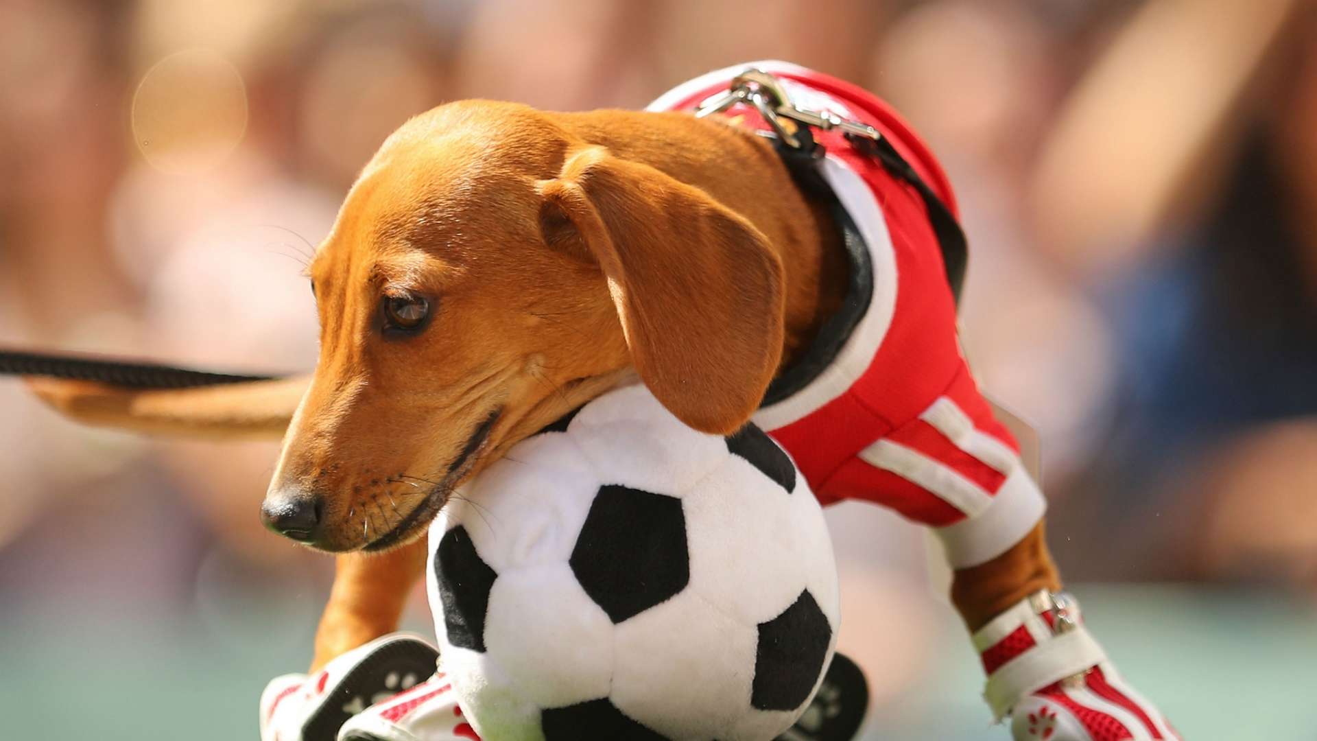 Dog plays football