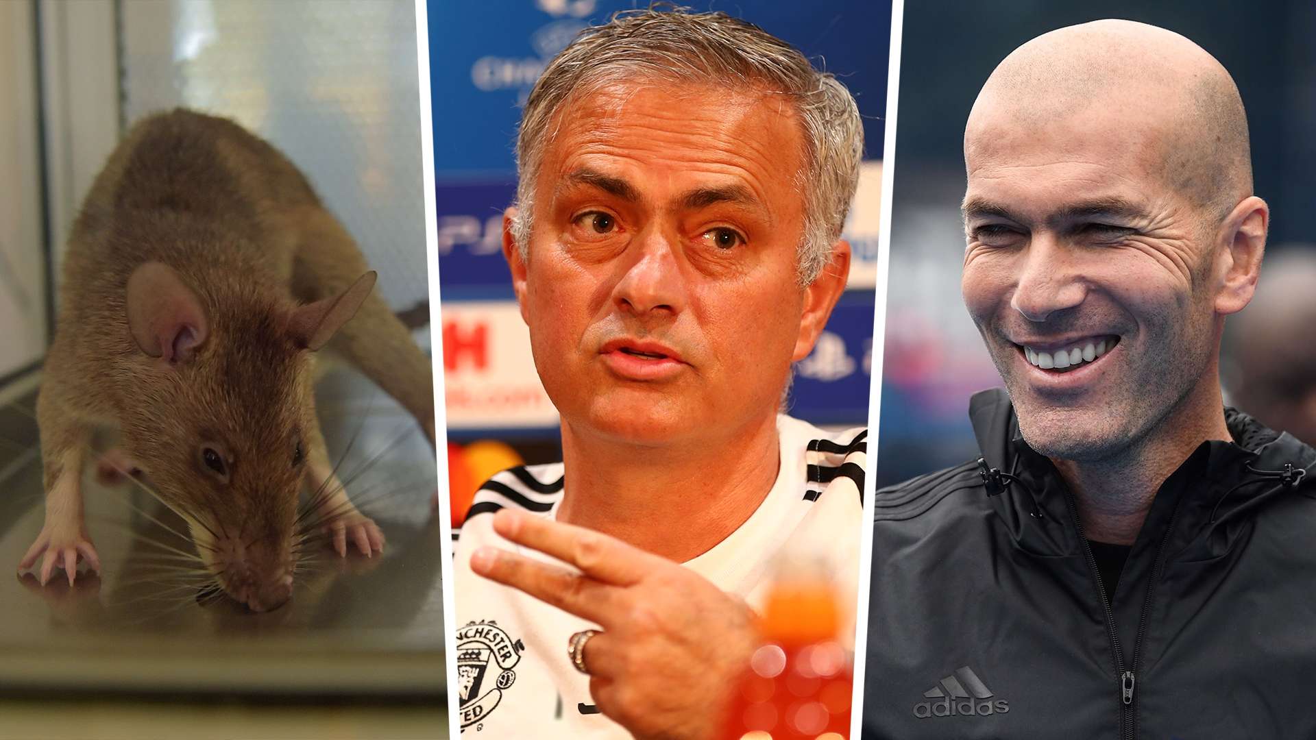 Rat, Mourinho, Zidane composite