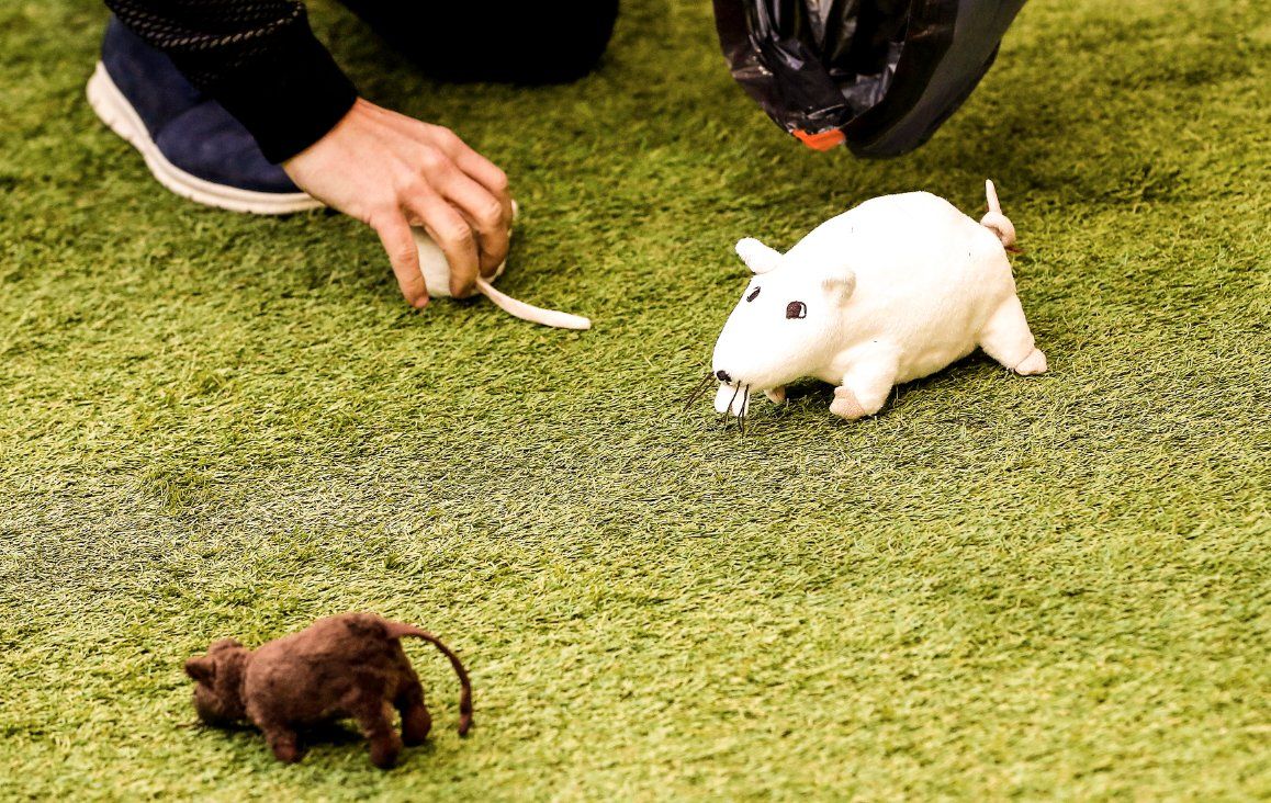 Courtois rat Atletico Madrid vs Real Madrid