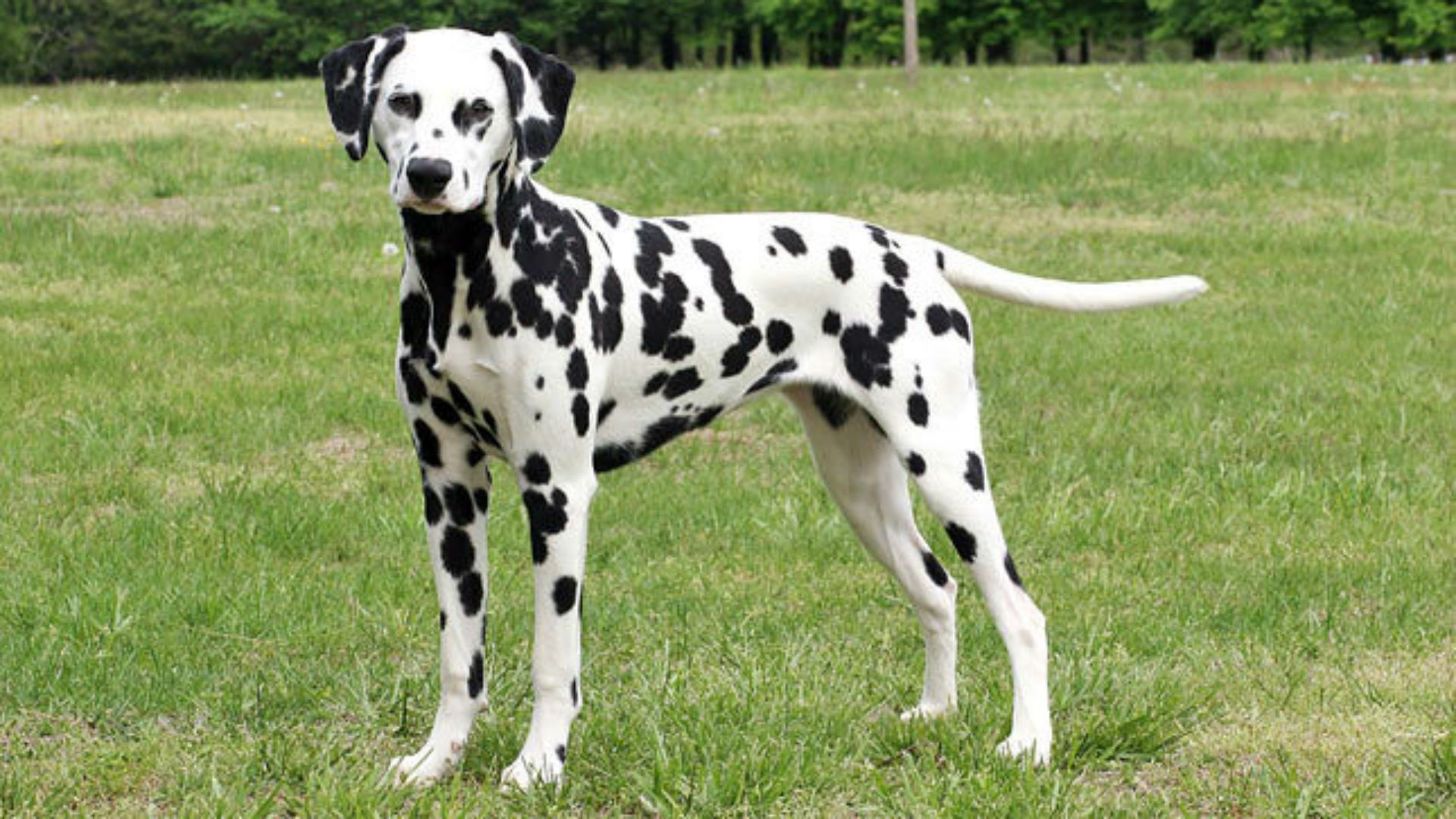 Dálmata
