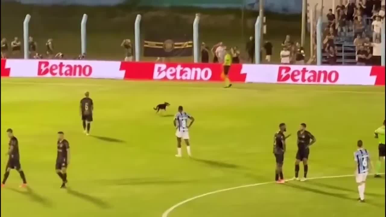 Cachorro grêmio