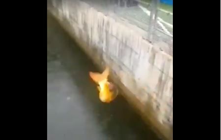 Screenshot Twitter Video Fisch Stadion