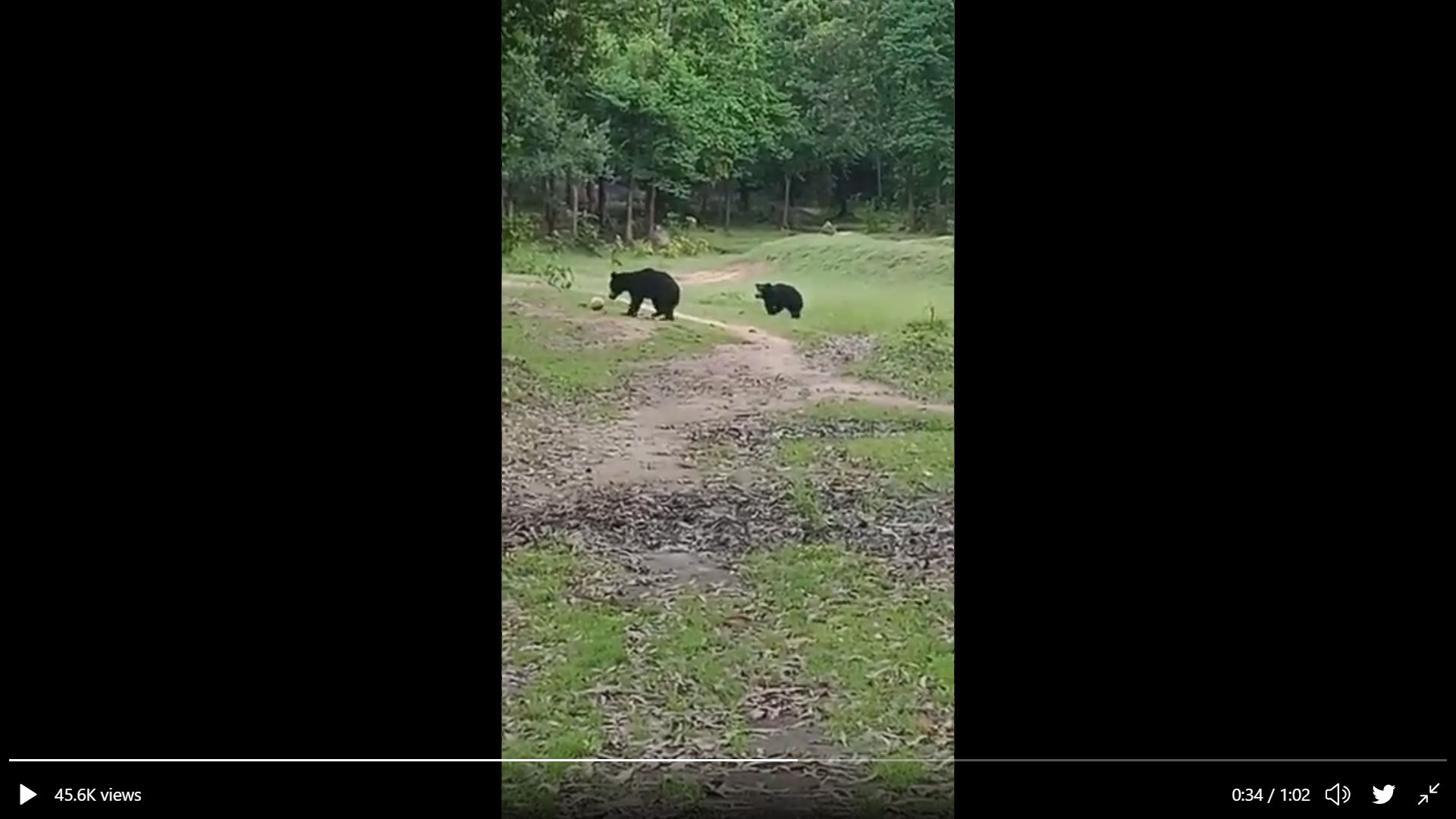 Bear playing football in India
