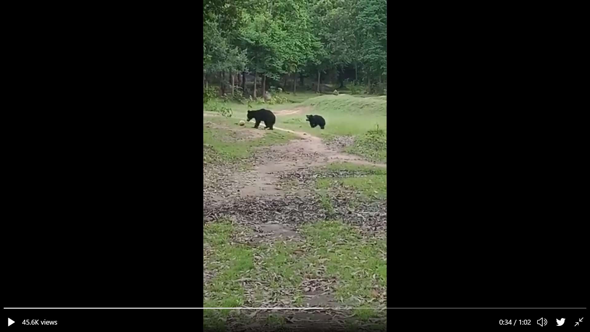 Bear playing football in India