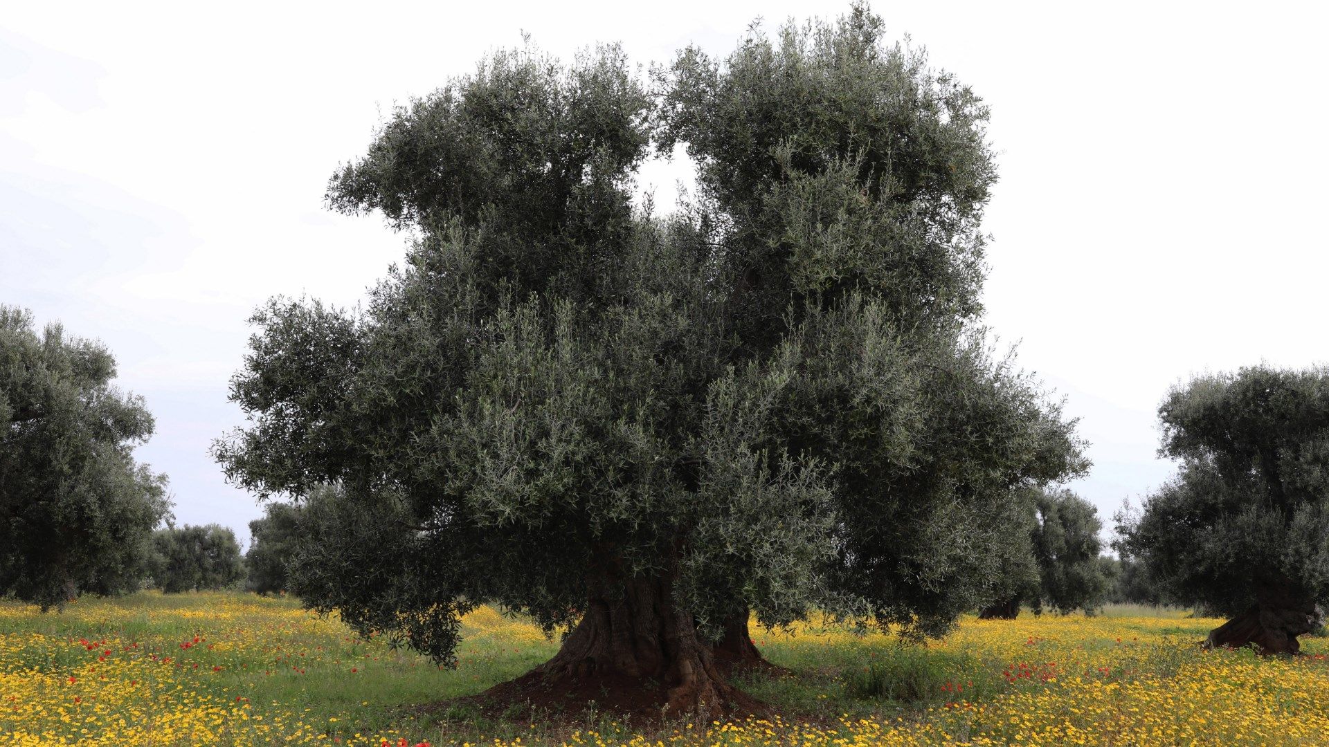 Olive Tree Large