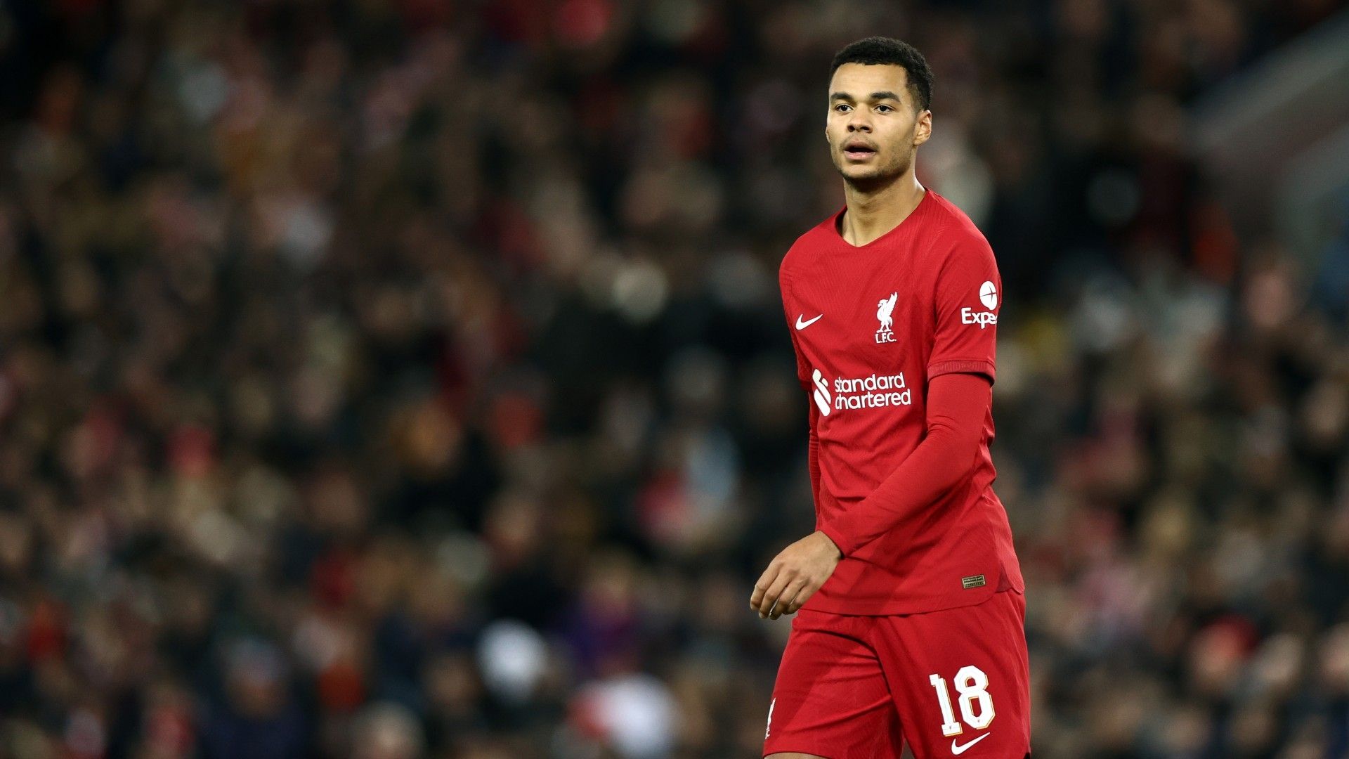 Cody Gakpo-liverpool