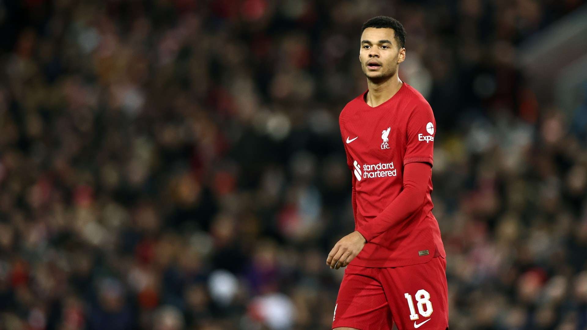 Cody Gakpo-liverpool