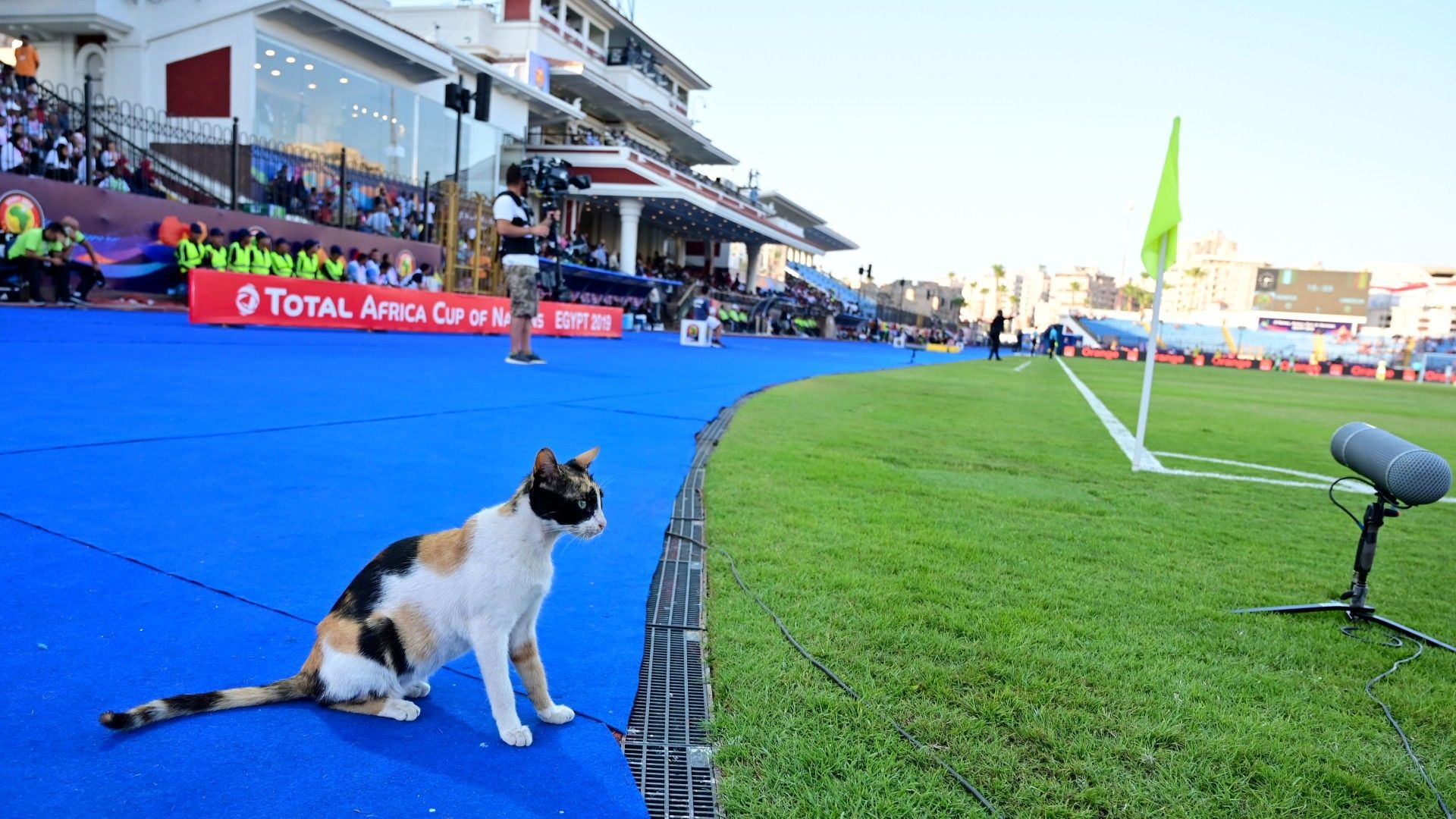 20220202-cat on the pitch