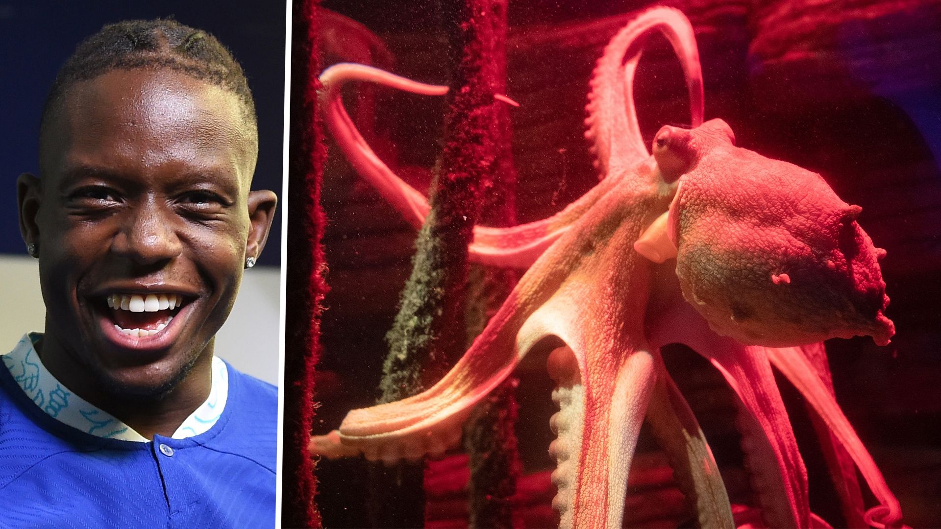 Denis Zakaria Octopus