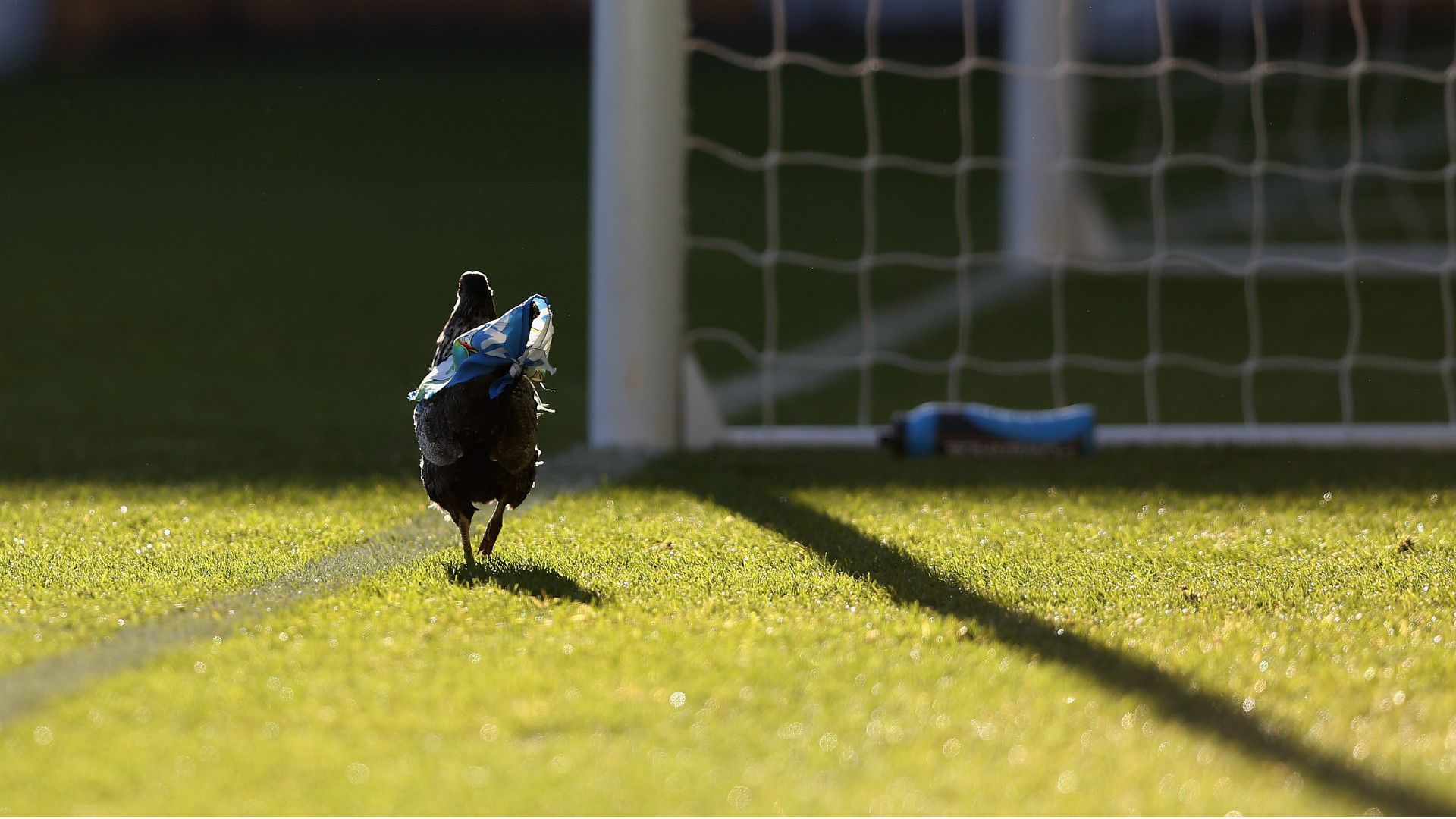 Chicken on the field