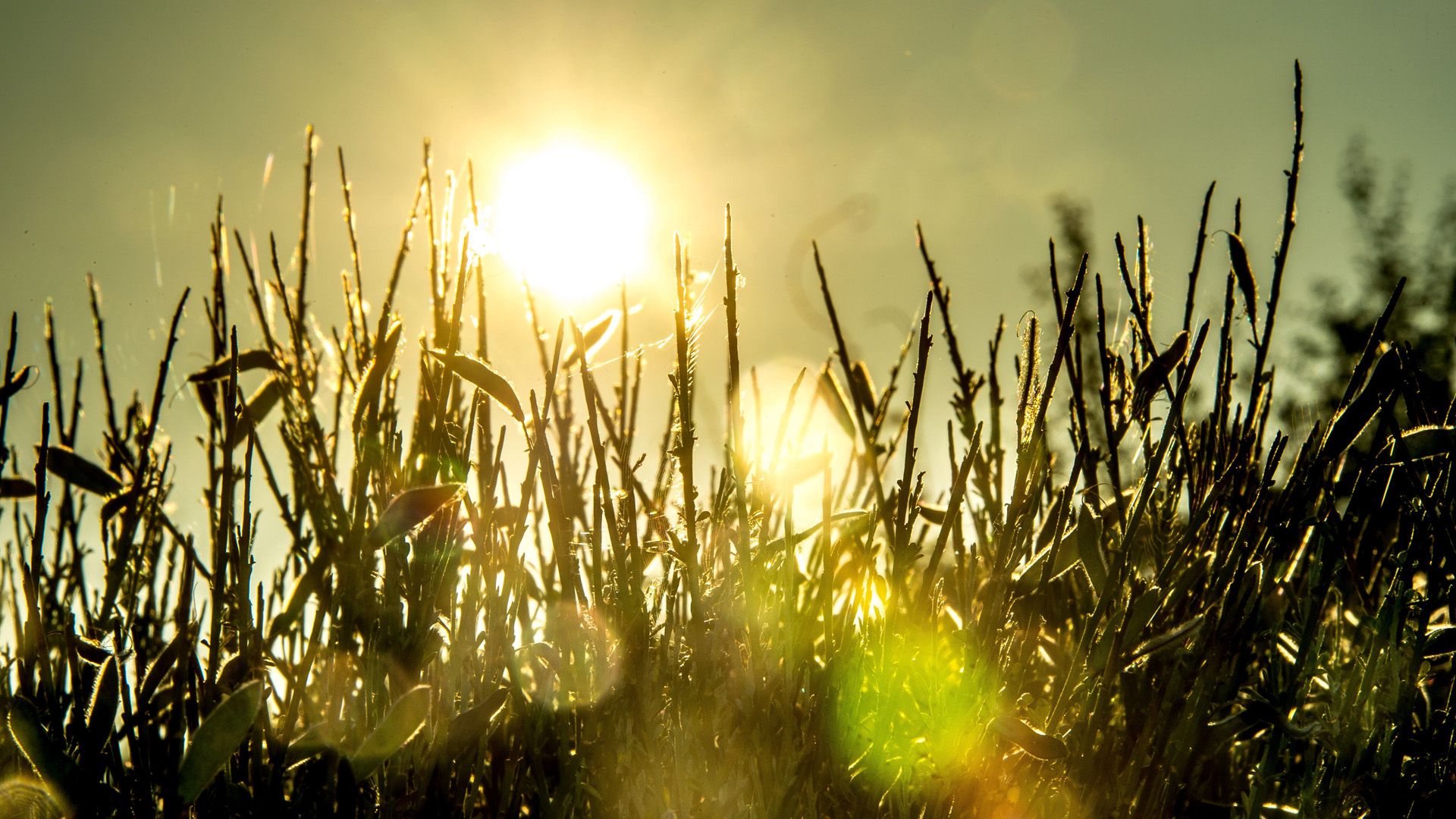 Soleil chaleur canicule