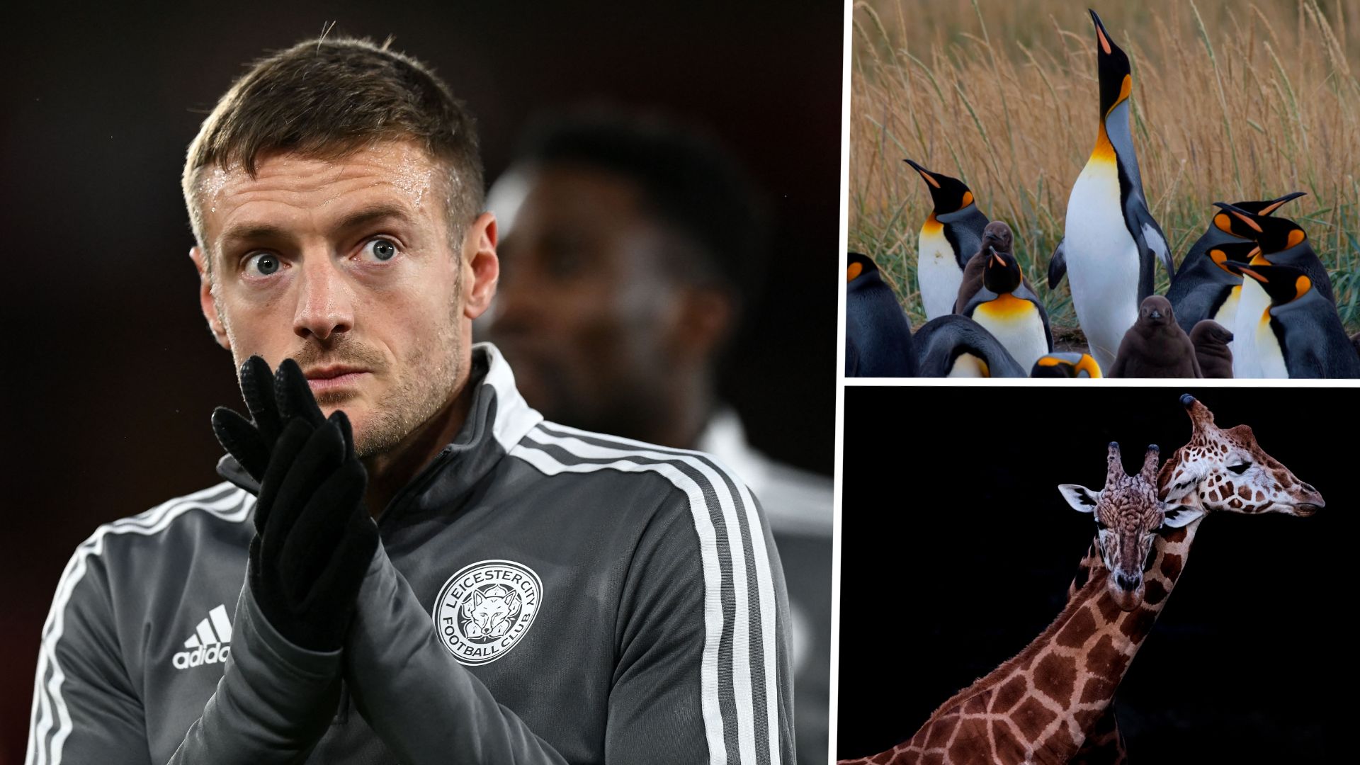 Jamie Vardy Penguins Giraffes GFX