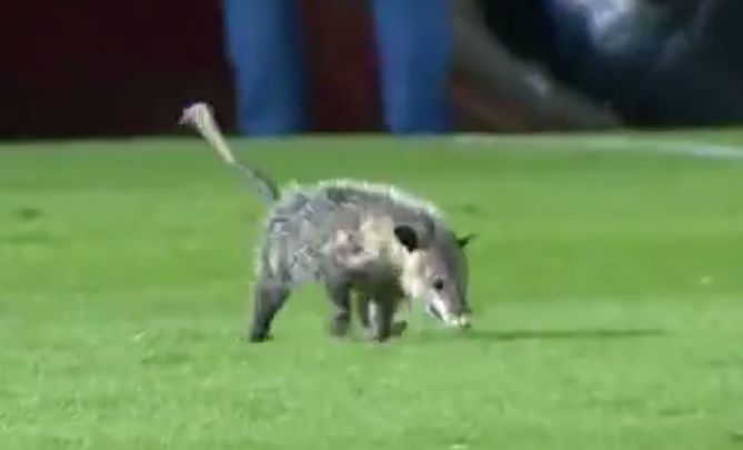 Tlacuache Estadio Veracruz