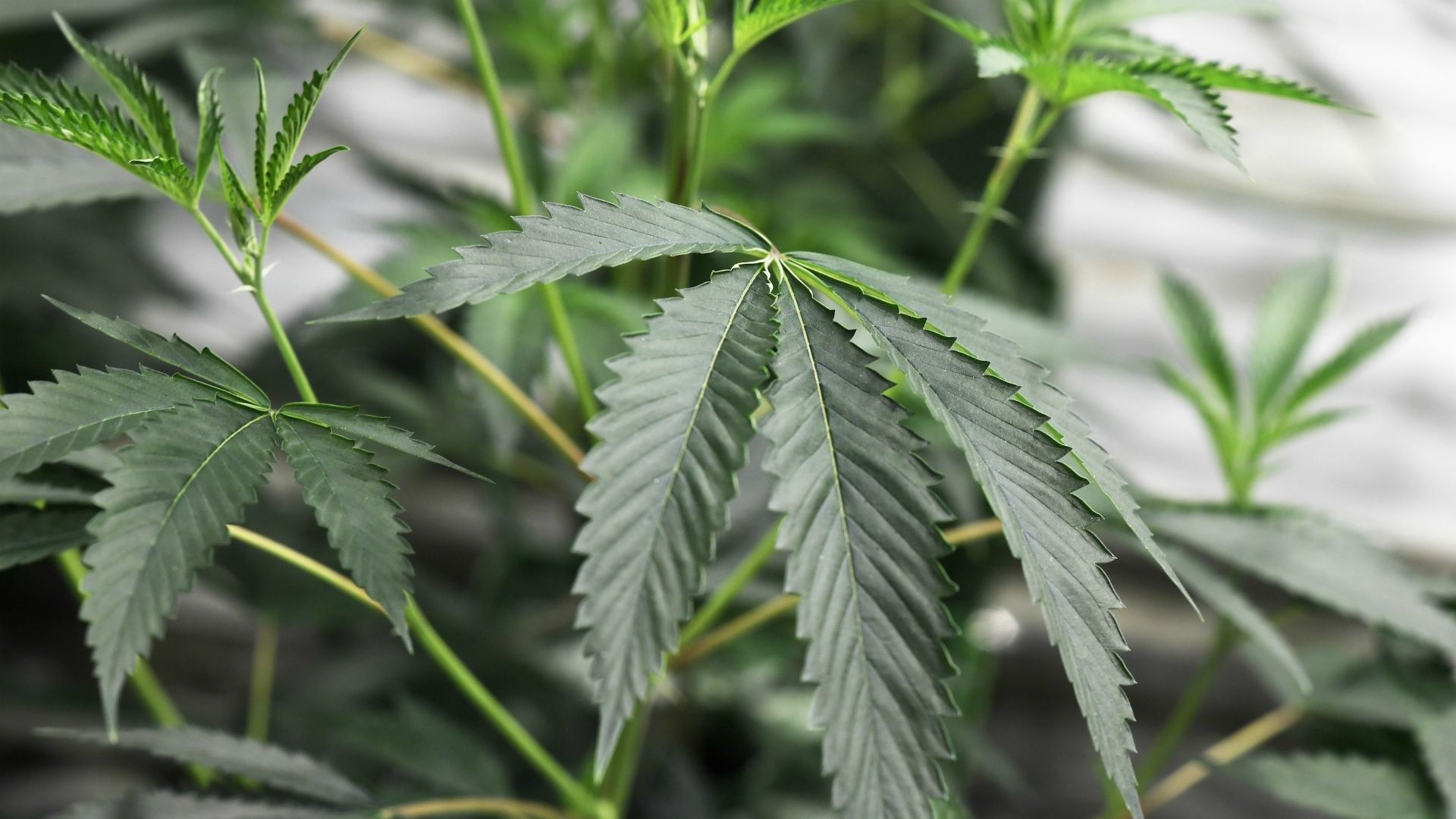 Marijuana seedlings