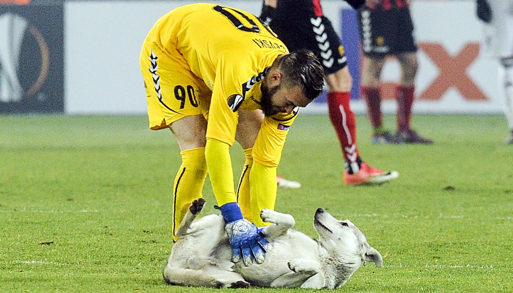 Vardar Rosenborg dog