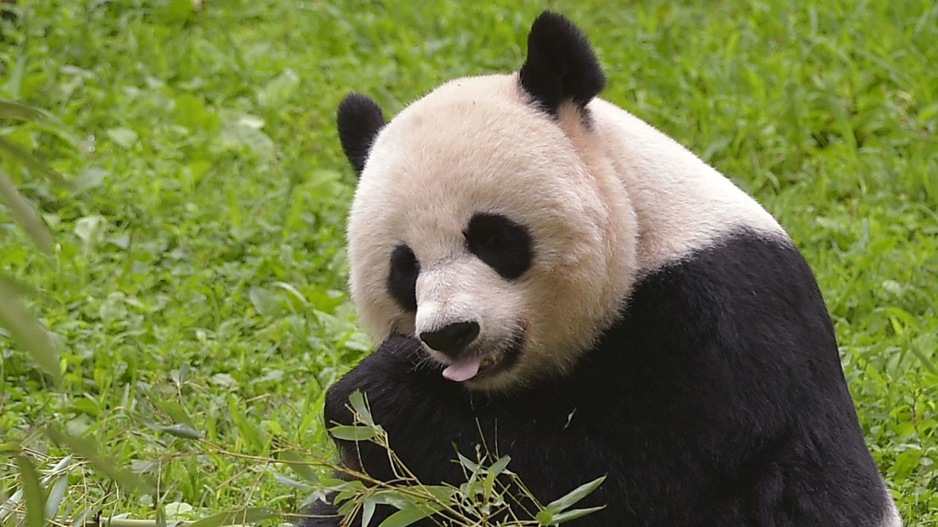 Panda