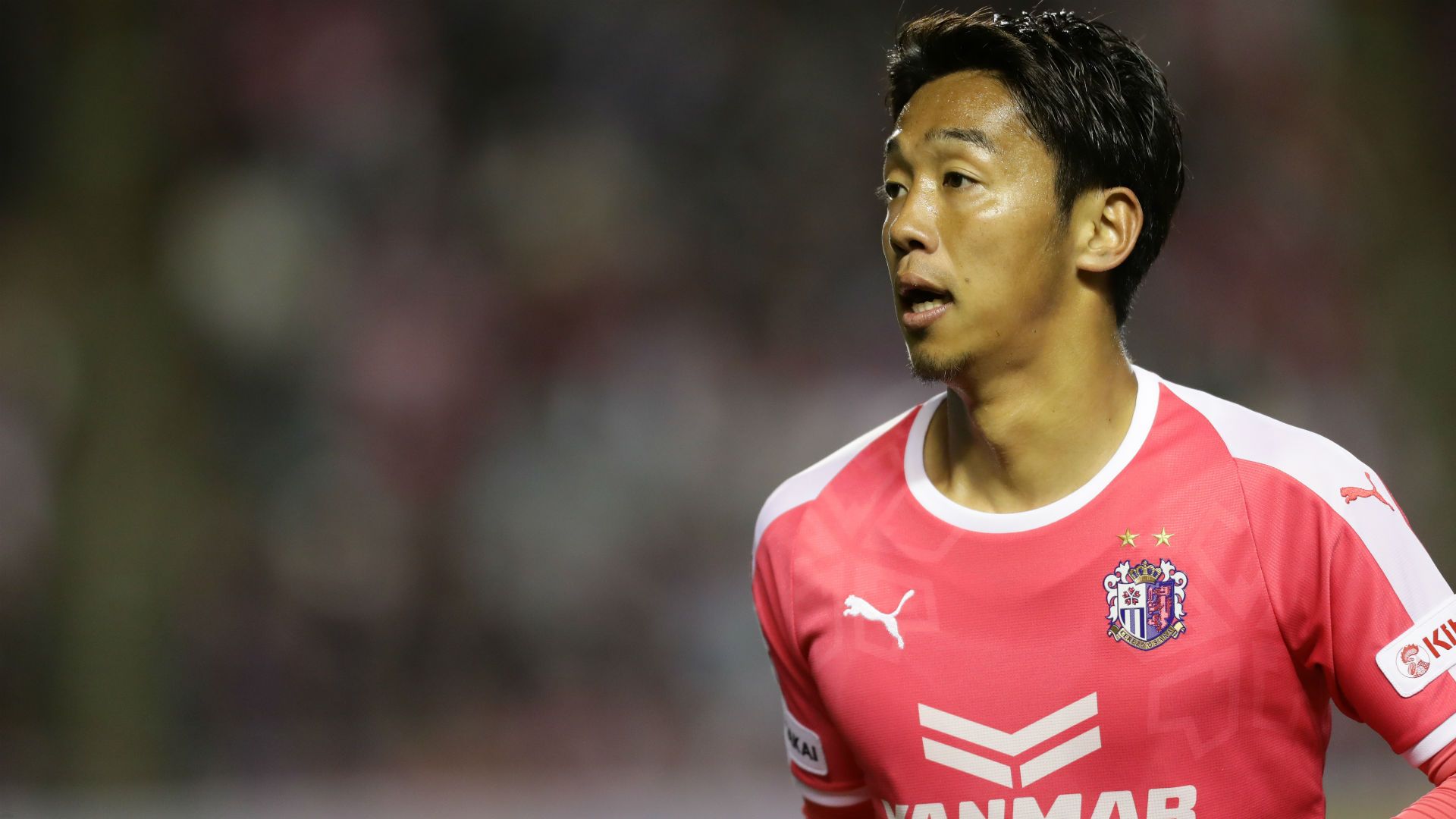 cerezo01.jpg