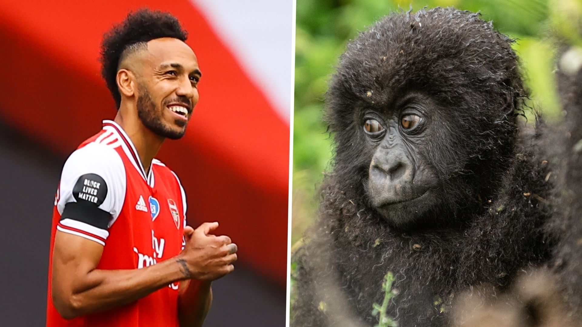 Pierre-Emerick Aubameyang Arsenal Kwita Izina gorilla naming ceremony