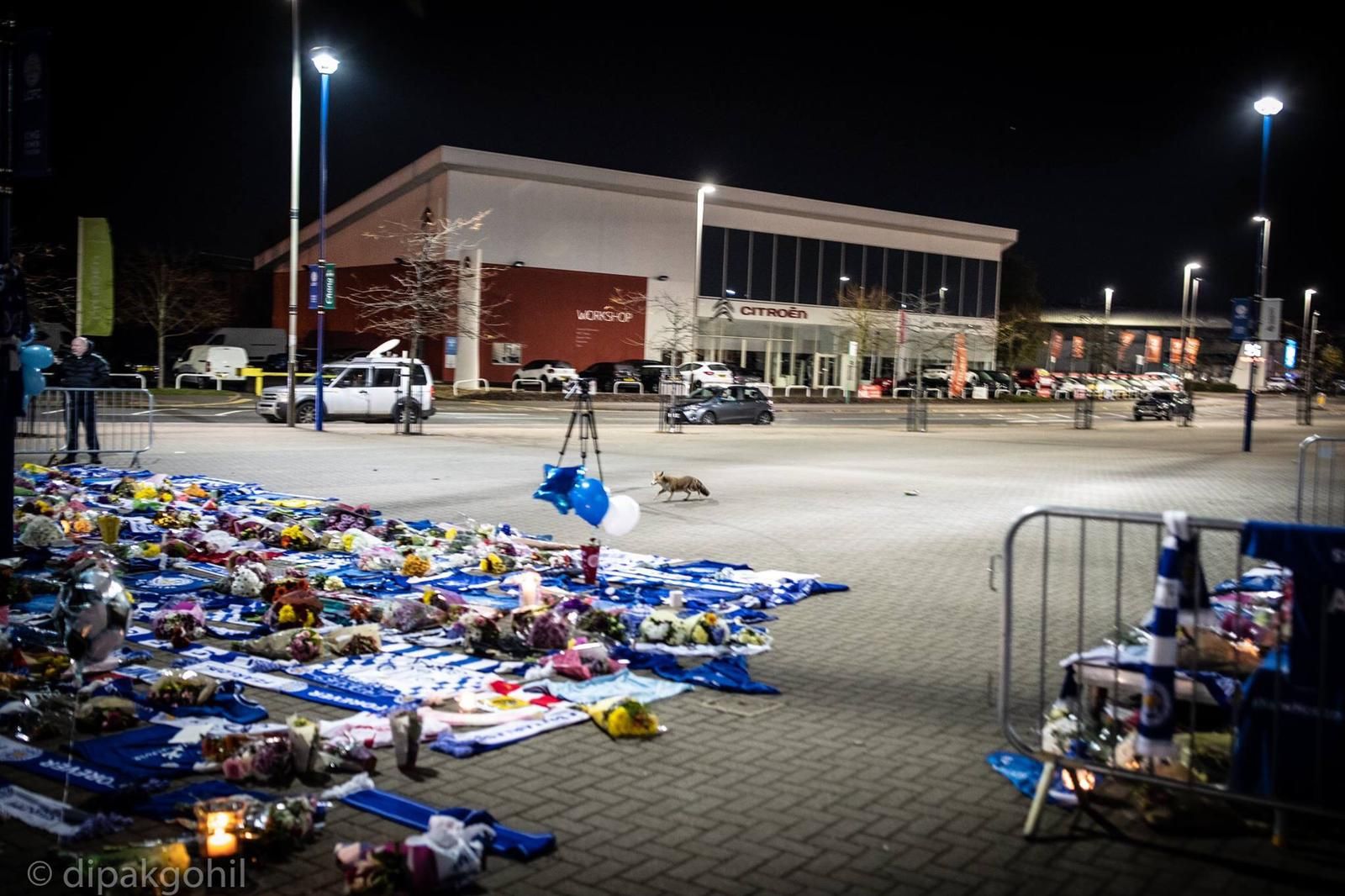 สุนัขจิ้งจอกหน้าสนามคิงเพาเวอร์