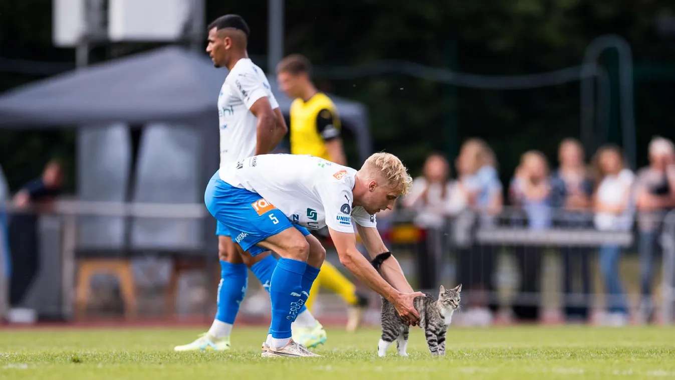 Macska a svédeknél