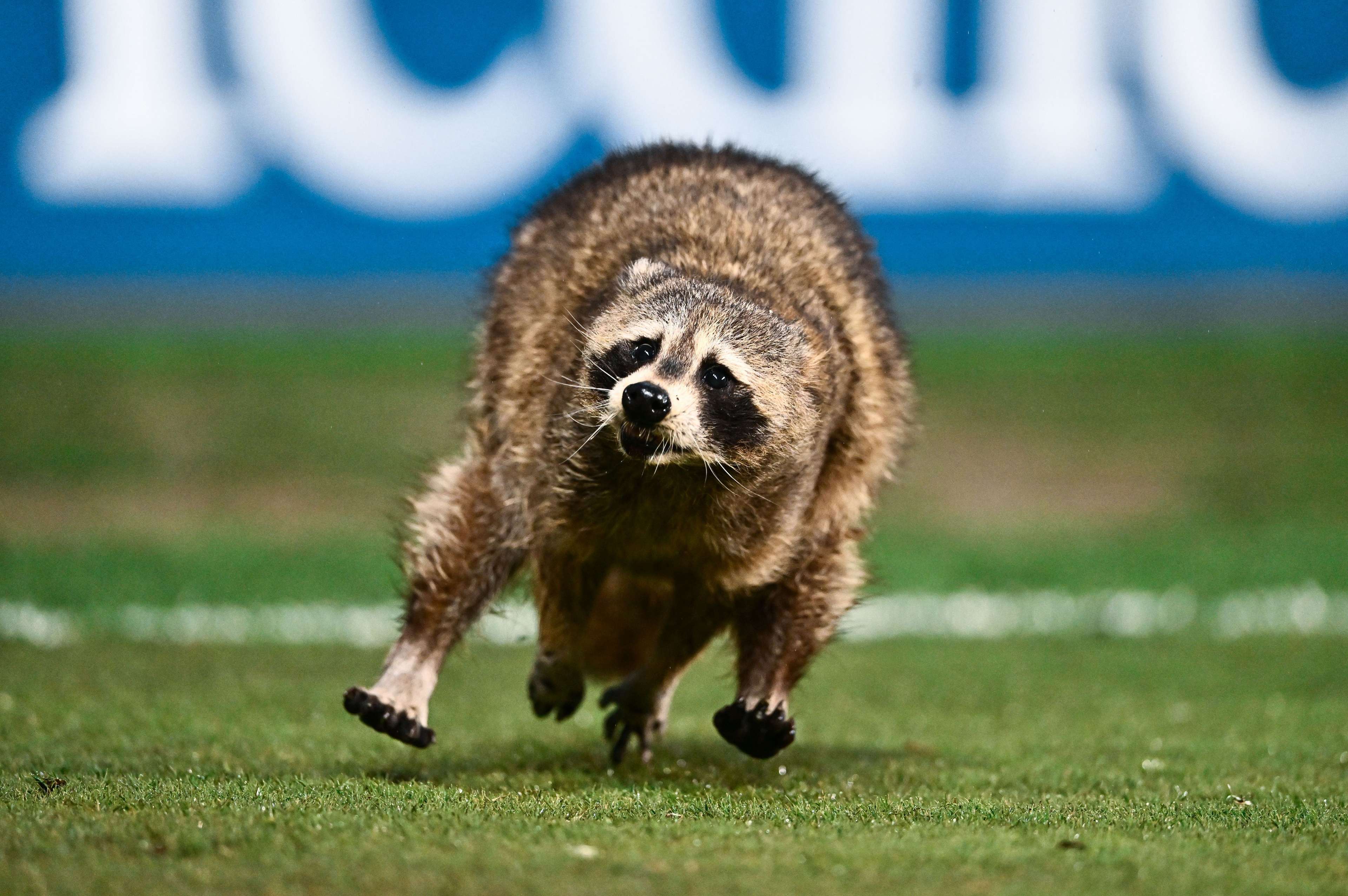 Racoon MLS Philadelphia May 2023