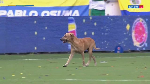 Perro - Colombia vs Brasil