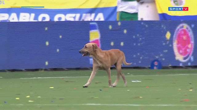 Perro - Colombia vs Brasil