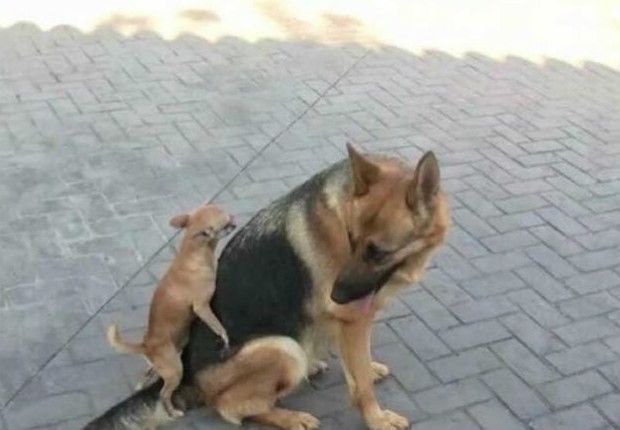 meme mexico alemania