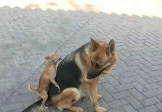 meme mexico alemania