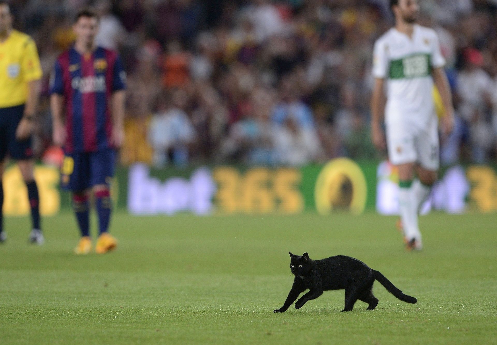 A black cat in the Camp Nou, during the Barcelona - Elche