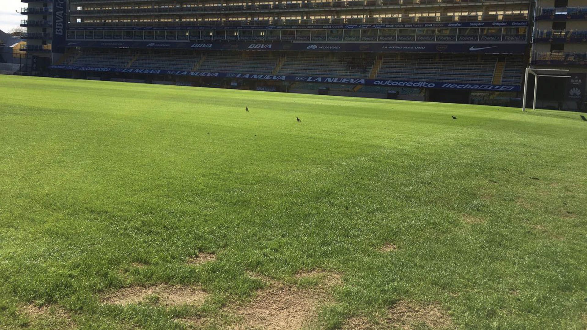 Bombonera Boca Cesped 100517