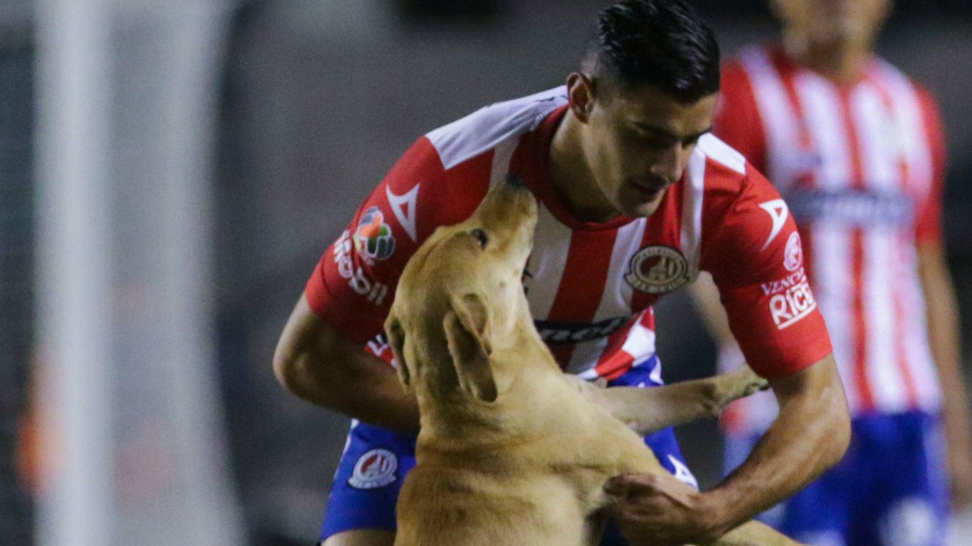 Berterame Perro