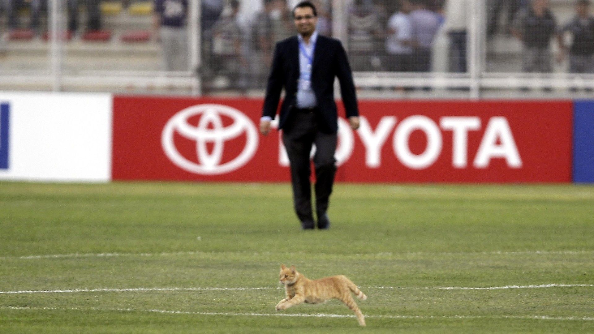 20220202-cat on the pitch