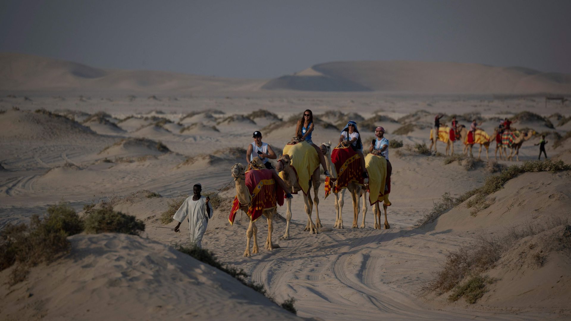 Doha desert camels