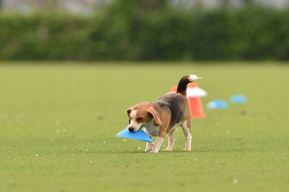 แครอท ทีมชาติไทย