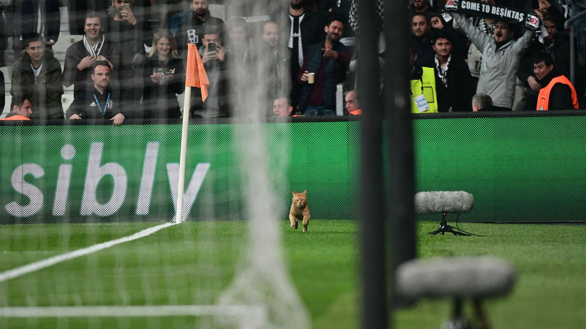 Besiktas Bayern Munich cat