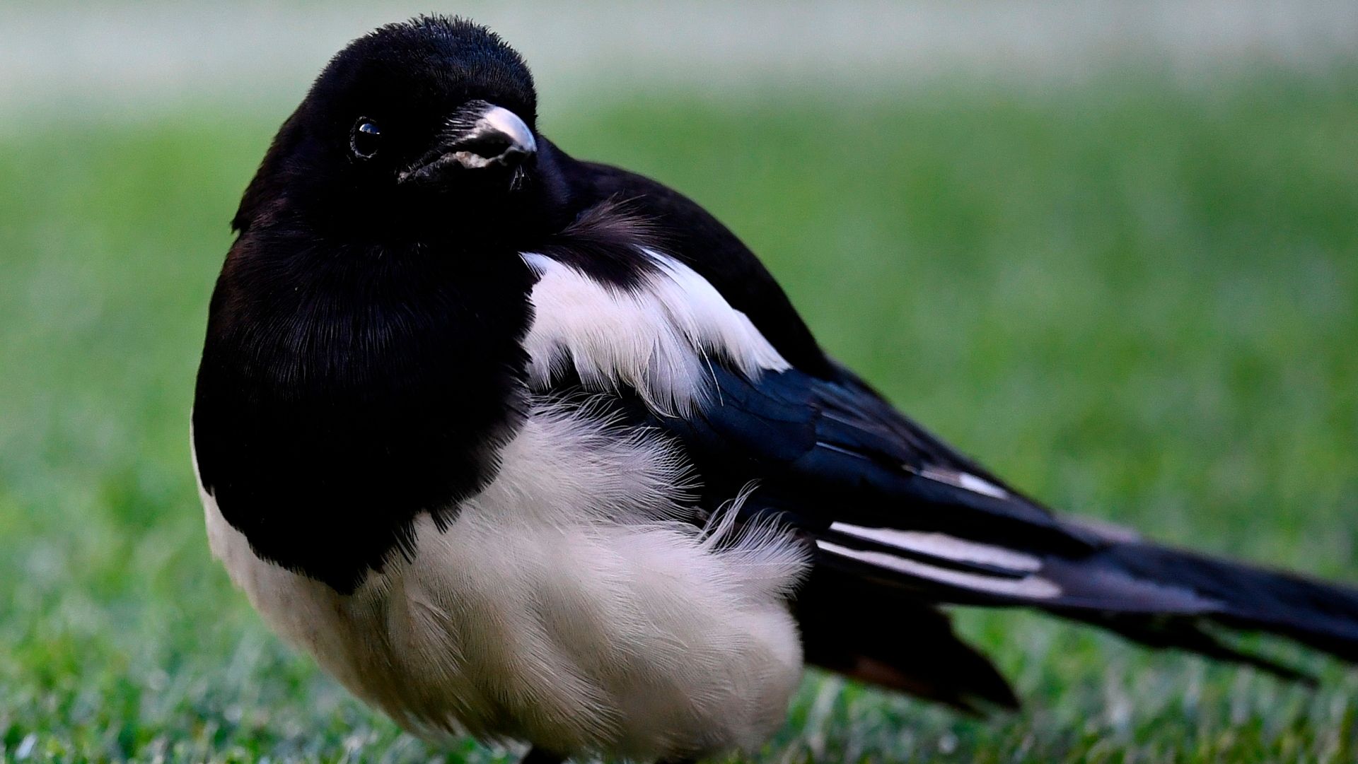 Magpie Bird