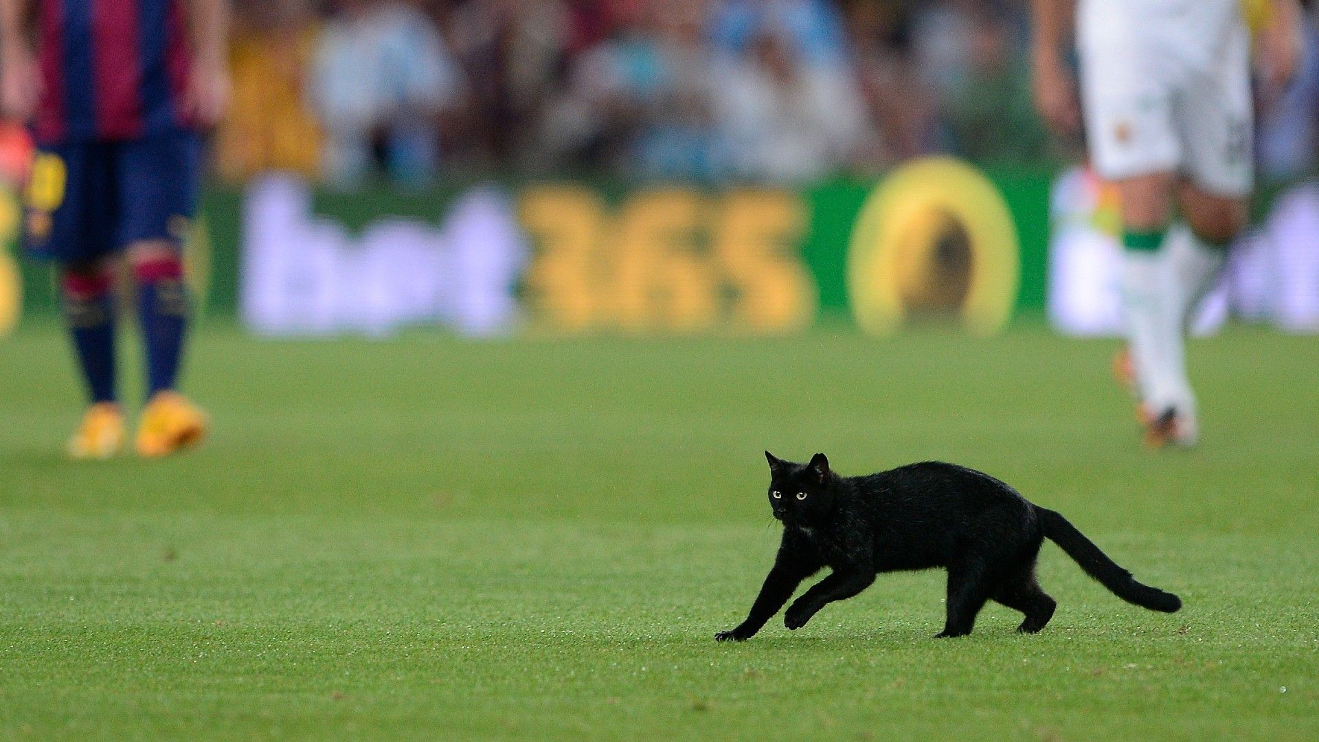 20220202-cat on the pitch