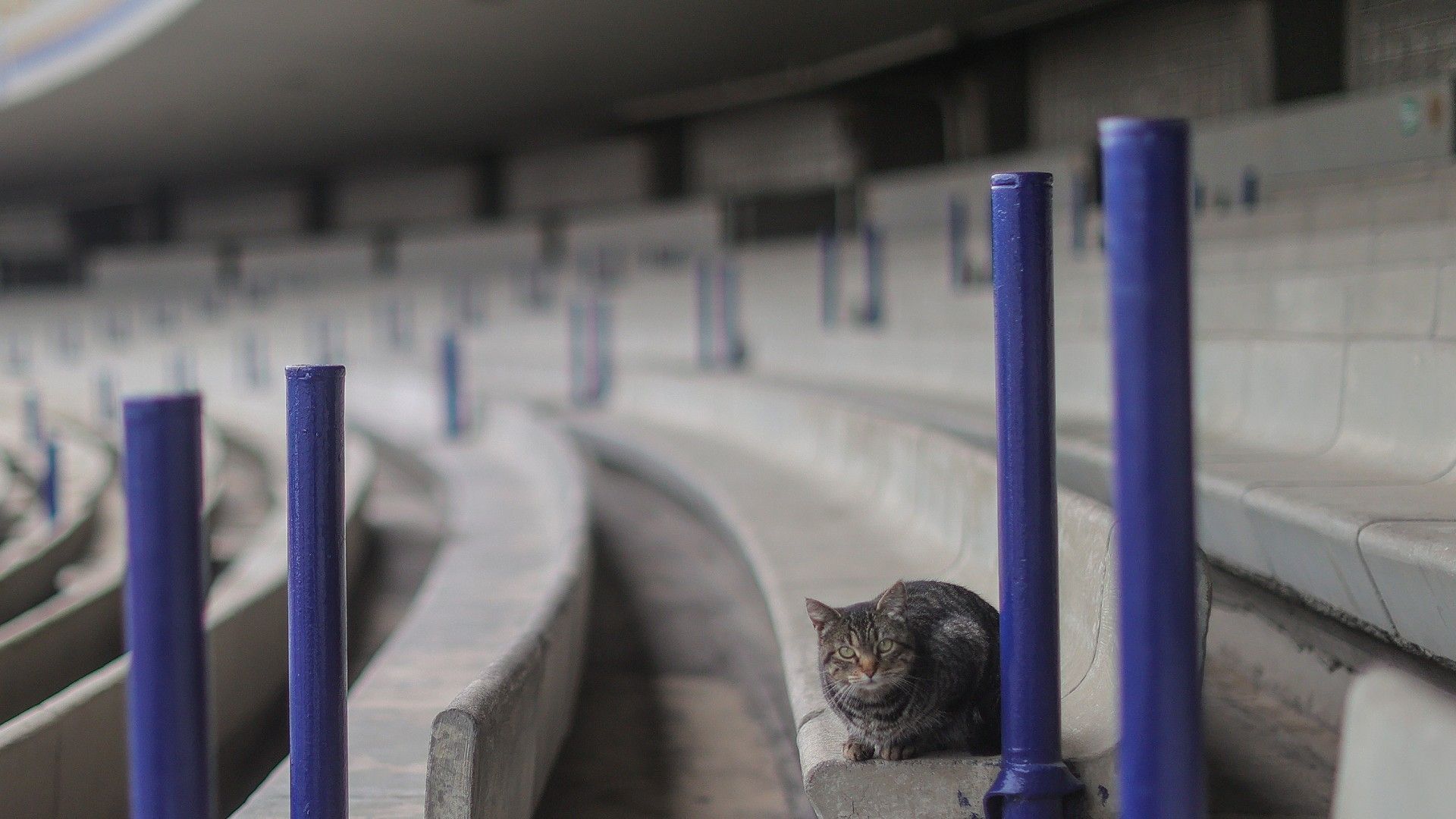 20220202-cat on the pitch