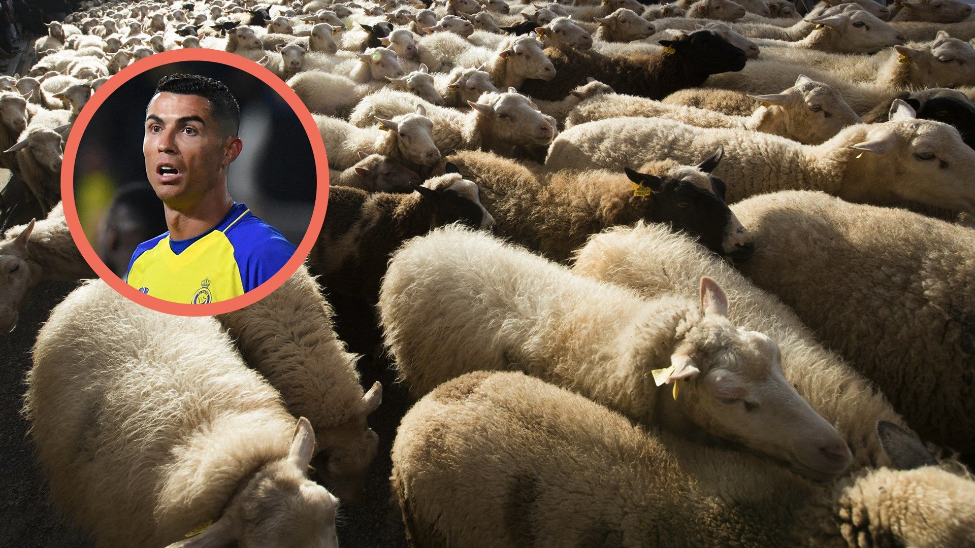 Cristiano Ronaldo, Flock of Sheep GFX
