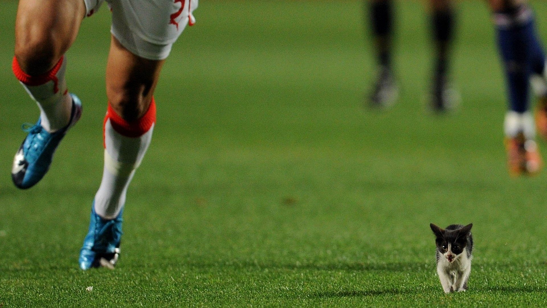 20220202-cat on the pitch