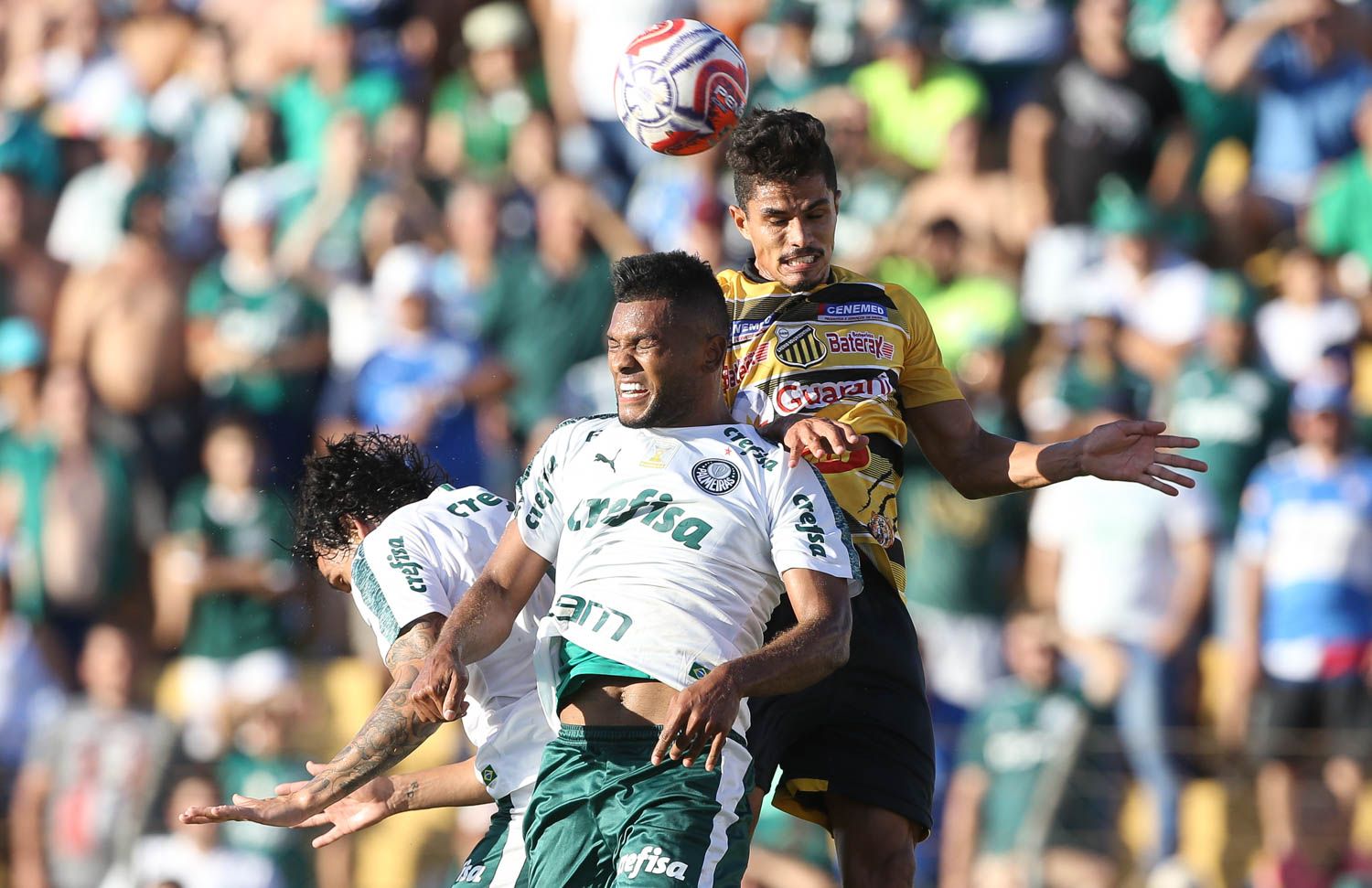 Novorizontino x Palmeiras