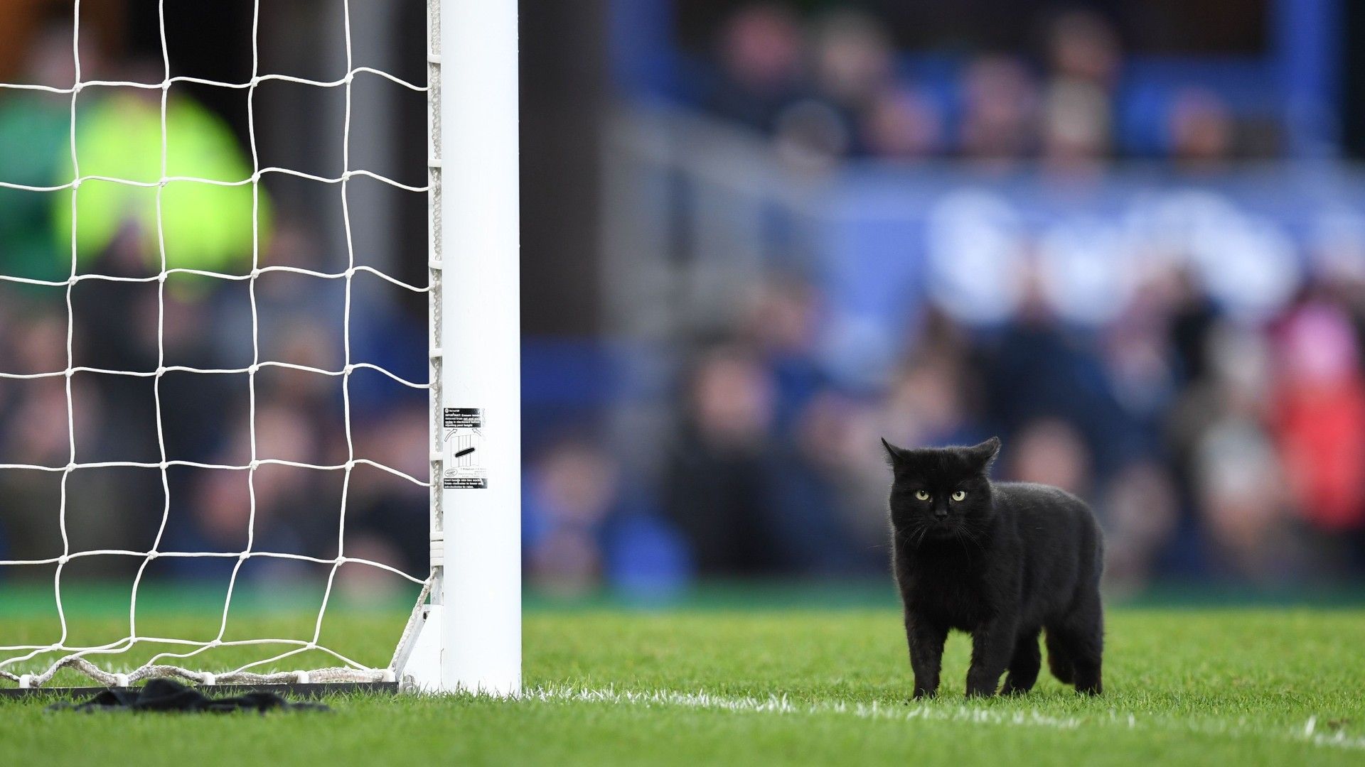 おしゃれ猫首輪 元気印！にゃん国旗(サッカーボール) 猫用首輪